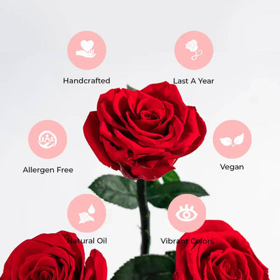 【自营】美国Rose Forever 49朵永生红玫瑰 永生花 丝绒礼盒